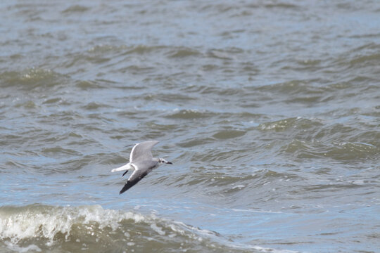 This pretty seagull was doing what it could to fly across this rough ocean on a very windy day. This picture was taken at Sunset Beach in Cape May New Jersey while a hurricane was off the coast.