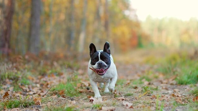 happy dog ​​cute french bulldog running in the autumn field forest looking at camera. A funny carefree puppy walks in the park. Outdoors. Lifestyle. Purebred doggy at nature in sunny day. slow motion