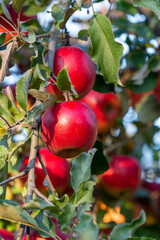 Branch of apple tree with many red apples
