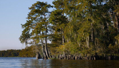 Louisiana Swamp Bay Cypress Trees and moss and cypress knees during the golden hour low angle wide...