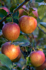 Branch of apple tree with ripe pockmarked apples