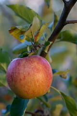 Single pockmarked apple on a branch