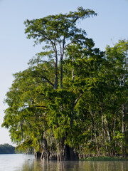 Louisiana Swamp Cypress Tree and Cypress Knees in the after noon mid angle