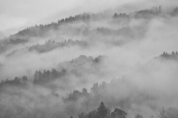 Berg Gipfel Wald Bäume Nadelbäume Nebel