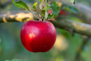 Single red apple on the branch