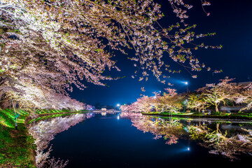 青森県　 弘前城桜祭り・夜桜
