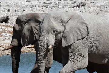 Fototapeta na wymiar Elefantenherde am Wasserloch Okaukuejo im Etoscha Nationalpark in Namibia. 