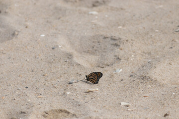 We were walking on Sunset beach in Cape May New Jersey when we saw these monarch butterflies around. Turns out these little insects migrate through this area to Mexico in the month of September.