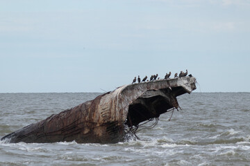 Beautiful concrete ship in the ocean with so many shorebirds on top. This sunken ship is a trademark of Sunset beach in Cape May New Jersey. I love how you can see the waves battering it.