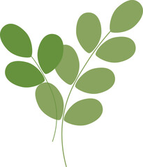Vector illustration of green eucalyptus branches