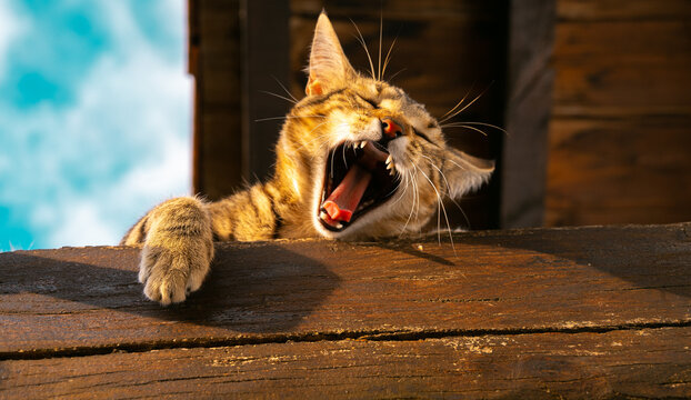 Gato en maderas