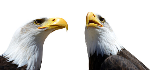 Portrait of a Bald Eagle (Haliaeetus Leucocephalus) isolated, PNG.