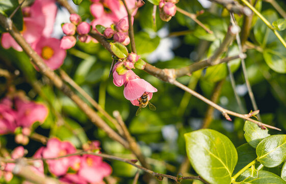 Abeja polinizando