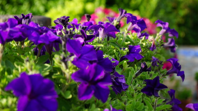Flores moradas