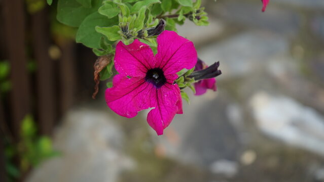 Petalos