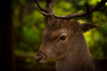Dama dama animal in autumn color evening
