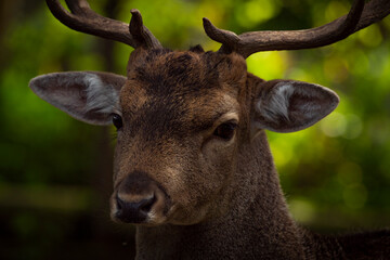 Dama dama animal in autumn color evening