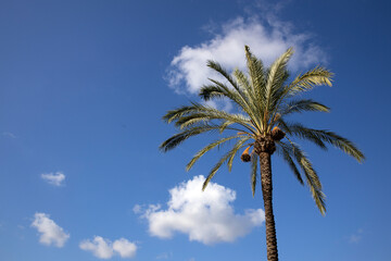 palm trees, sant antoni, ibiza, mediterranean, ballears, ibiza, spain, 