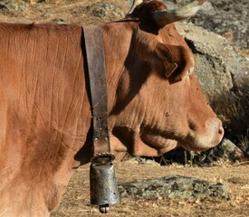 vaca con cencerro 