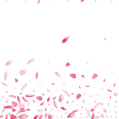 Pink Lotus Petal Vector White Background. Purple