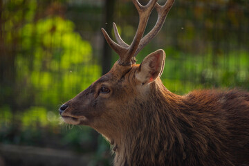 Fototapeta premium Viet nam deer sika with big antler in sunny hot afternoon