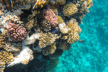 Coral colorful reef in the sea off the coast in azure water.