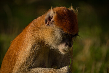 Cercopithecini hairy animal monkey on green grass in sunny evening