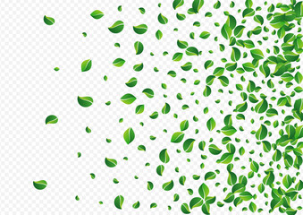 Olive Leaf Swirl Vector Transparent Background.
