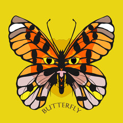 Vector butterfly and cat. Beautiful butterfly. Animal world.