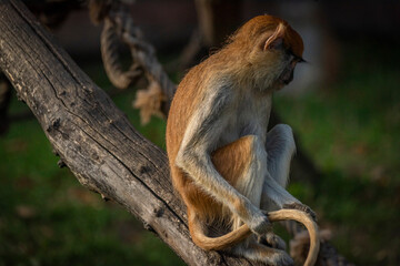 Cercopithecini hairy animal monkey on green grass in sunny evening