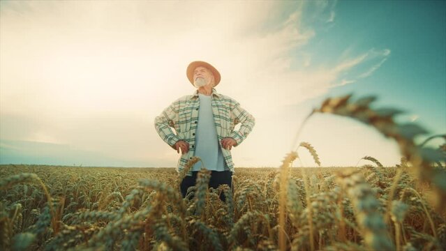 Footage of senior adult farmer while harvest. Horizontal view of elderly man in hat and plaid shirt standing among field. Agriculture concept, summer, natural, growth. Village, outdoor