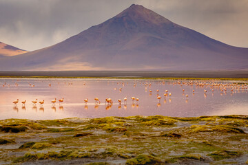 Chilean flamingos and Laguna Colorada, Red Lagoon, in Altiplano of Bolivia