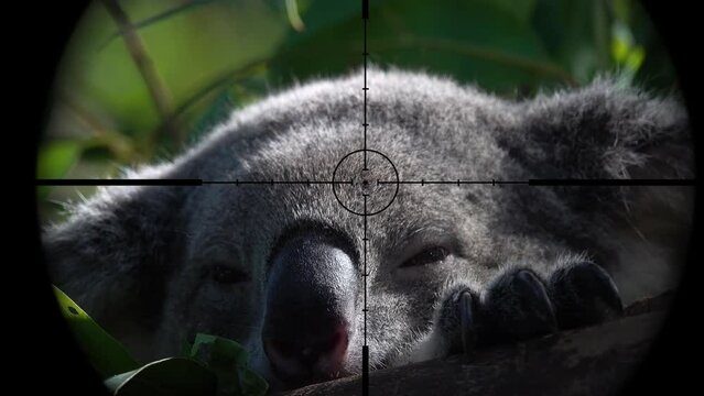 Koala in Gun Rifle Scope. Wildlife Hunting. Poaching Endangered, Vulnerable, and Threatened Animals