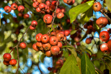 Paradise apples hang on tree branch.