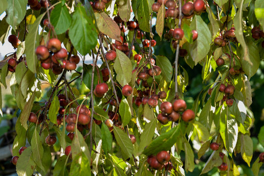 Paradise apples hang on tree branch.