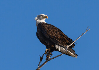 Naklejka premium Bald Eagle portrait as it stands on a high branch, with a soft breeze fluffing its head feathers and framing its face. Blue sky background, close up view.