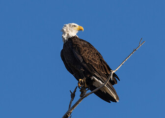 A Bald Eagle, high on its perch, turns towards the sun as a soft wind blows behind it ruffling its head feathers.