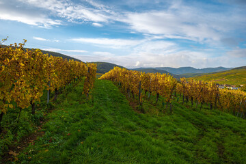 Fototapeta na wymiar Huge fields of grape vines