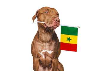 Charming, adorable puppy with the national flag of Cameroon. Closeup, indoors. Studio shot. Congratulations for family, loved ones, relatives, friends and colleagues. Pet care concept