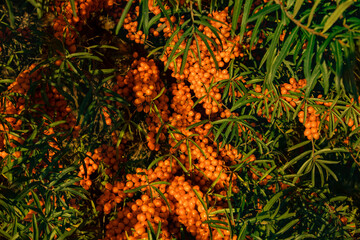 ripe orange sea buckthorn on a bush