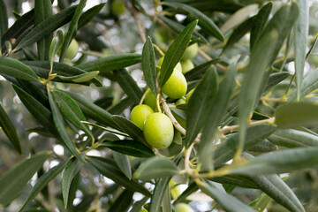 Olives in an olive tree on the little island of 