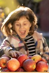 Fototapeta na wymiar Portrait of Gardener Child Girl Hands Pick Fresh Apples From Wooden Drawer. Apples in the Apple Harvest. Sorting of Apples. Harvesting Fruit in Garden at Autumn. Template for Advertising