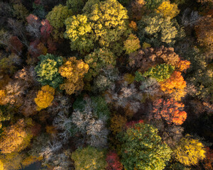Fototapeta na wymiar A beautiful aerial drone image of a forest of trees in autumn colors. Nobody is in the image. 