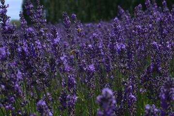Lavender field being pollenated.
