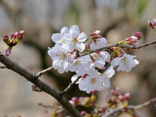 Fototapeta na wymiar All Stages of Cherry Blossom in a Frame, Kyoto, Japan