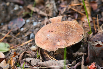 Brauner Lamellenpilz auf Waldboden im Herbst, weicher unscharfer Hintergrund