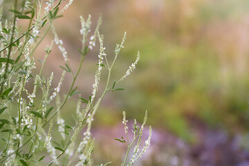 Melilotus albus, known as honey clover, white melilot, white sweetclover, Place for text.
