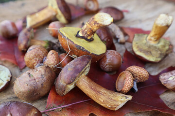Late autumn boletus picked in a pine forest.