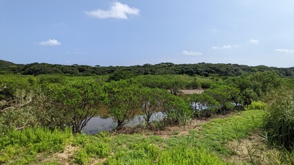 mangroves in the river
