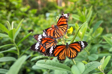 Common Tiger Butterflies with one a little worse for wear.